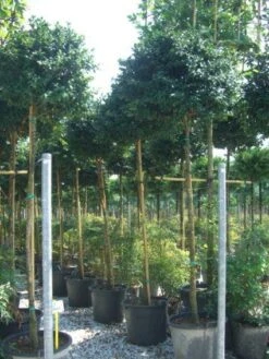 Kleine Bomen Verkoopwinkel 19 Camelia Als Boom (Camellia Sasanqua)