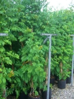 Trompetbloem (Campsis Tagliabuana 'Mme Galen') -Kleine Bomen Verkoopwinkel 20101209155845 9