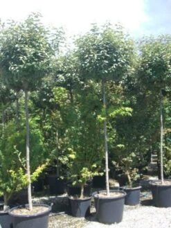 Olijfwilg Als Boom (Elaeagnus Pungens 'Maculata') 10 Olijfwilg Als Boom (Elaeagnus Pungens 'Maculata') -Kleine Bomen Verkoopwinkel 20101213140523 8