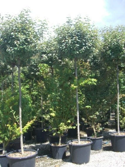 Olijfwilg Als Boom (Elaeagnus Pungens 'Maculata') 5 Olijfwilg Als Boom (Elaeagnus Pungens 'Maculata') - Afbeelding 5