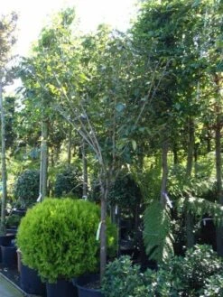 Kaki (Diospyros Kaki) -Kleine Bomen Verkoopwinkel 20101213150233 8