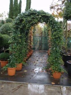 Klimop In Boogvorm (Hedera Hibernica) -Kleine Bomen Verkoopwinkel 20101215125056 1