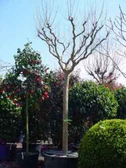Roze Lagerstroemia Als Boom (Lagerstroemia Indica) -Kleine Bomen Verkoopwinkel 20101216134719 9
