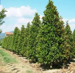 Magnolia (Magnolia Grandiflora 'Gallissoniere') 18 Magnolia (Magnolia Grandiflora 'Gallissoniere') -Kleine Bomen Verkoopwinkel 20101217150008 85 17