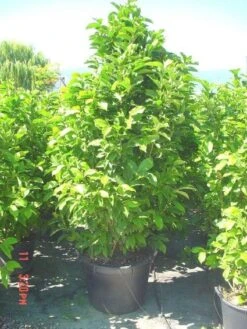 Beverboom (Magnolia Liliiflora 'Nigra') -Kleine Bomen Verkoopwinkel 20101217150734 13 1