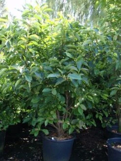 Beverboom (Magnolia Soulangeana) -Kleine Bomen Verkoopwinkel 20101217150923 10