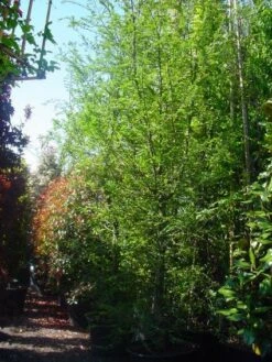 Schijnbeuk (Nothofagus Antarctica) -Kleine Bomen Verkoopwinkel 20101220114349 10