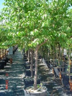 Amandelboom (Prunus Dulcis) 11 Amandelboom (Prunus Dulcis) -Kleine Bomen Verkoopwinkel 20101221155404 3