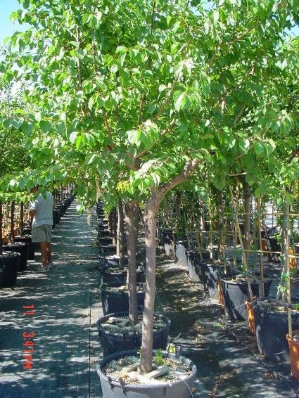 Amandelboom (Prunus Dulcis) 3 Amandelboom (Prunus Dulcis) - Afbeelding 3