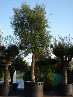 Kurkeik (Quercus Suber) -Kleine Bomen Verkoopwinkel 20101227162131 9