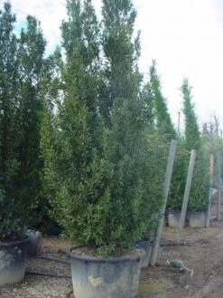 Kleine Bomen Verkoopwinkel 33 Oostenrijkse Eik (Quercus Turneri 'Pseudoturneri')