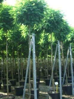 Bolacacia (Robinia Pseudoacacia 'Umbraculifera') 18 Bolacacia (Robinia Pseudoacacia 'Umbraculifera') -Kleine Bomen Verkoopwinkel 20101228120453 24