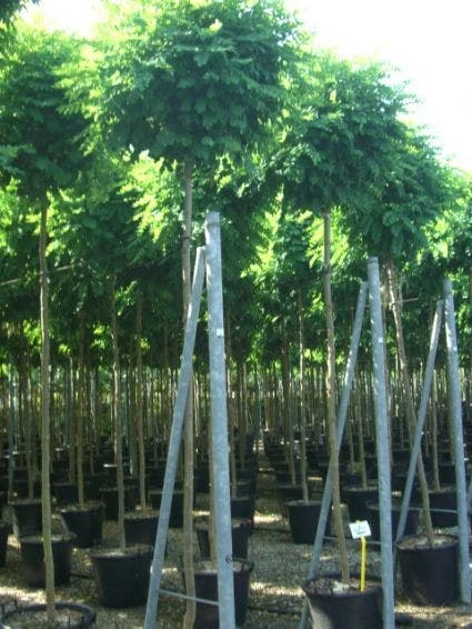 Bolacacia (Robinia Pseudoacacia 'Umbraculifera') 6 Bolacacia (Robinia Pseudoacacia 'Umbraculifera') - Afbeelding 6