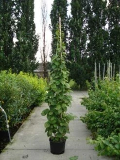 Sierkiwi (Actinidia Kolomikta) -Kleine Bomen Verkoopwinkel 20110215154225 2