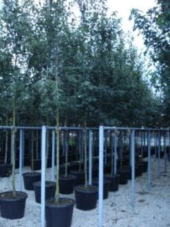 Krentenboom (Amelanchier Arborea 'Robin Hill') -Kleine Bomen Verkoopwinkel 20110215154853 10