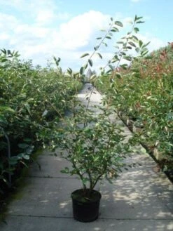 Krentenboom Als Struik (Amelanchier Lamarckii) -Kleine Bomen Verkoopwinkel 20110215155125 13