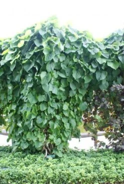 Duitse Pijp (Aristolochia Macropylla) -Kleine Bomen Verkoopwinkel 20110731133730 3