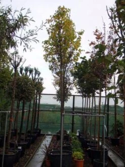 Judasboom (Cercis Siliquastrum) 12 Judasboom (Cercis Siliquastrum) -Kleine Bomen Verkoopwinkel 20120110164015 10