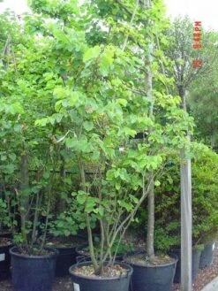 Judasboom Als Struik (Cercis Siliquastrum) -Kleine Bomen Verkoopwinkel 20120110165223 8