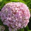 Seringhortensia (Hydrangea Macrophylla 'Ayesha')