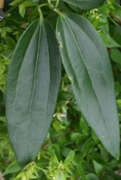 Bosrank, Groenblijvend (Clematis Armandii) -Kleine Bomen Verkoopwinkel 20120211132337 5