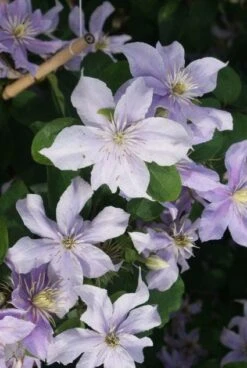 Bosrank (Clematis 'Justa') -Kleine Bomen Verkoopwinkel 20120211142234 1