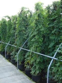 Blauwe Regen (Wisteria Sinensis) -Kleine Bomen Verkoopwinkel 20120213094040 13