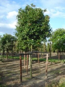 Glansmispel Als Boom (Photinia Fraseri 'Red Robin') 15 Glansmispel Als Boom (Photinia Fraseri 'Red Robin') -Kleine Bomen Verkoopwinkel 20120214125941 9