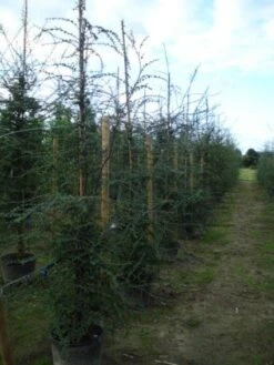 Schijnbeuk (Nothofagus Antarctica) -Kleine Bomen Verkoopwinkel 20120214134552 10
