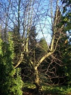 Schijnbeuk (Nothofagus Antarctica) -Kleine Bomen Verkoopwinkel 20120214134607 10