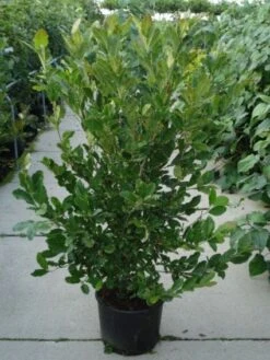 Stermagnolia (Magnolia Stellata) -Kleine Bomen Verkoopwinkel 20120214143817 13 1