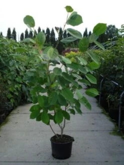 Beverboom (Magnolia Sieboldii) -Kleine Bomen Verkoopwinkel 20120214144004 8