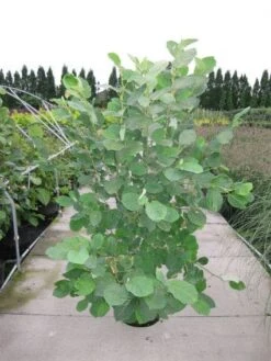 Beverboom (Magnolia Sieboldii) -Kleine Bomen Verkoopwinkel 20120214144026 8