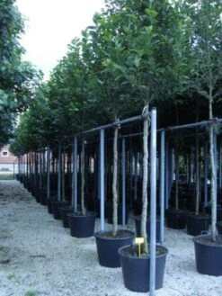 Beverboom (Magnolia Kobus) -Kleine Bomen Verkoopwinkel 20120214144339 19