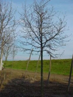 Beverboom (Magnolia Kobus) -Kleine Bomen Verkoopwinkel 20120214144416 19