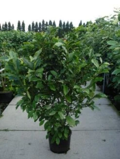 Beverboom, Struik (Magnolia Susan) -Kleine Bomen Verkoopwinkel 20120214144559 10