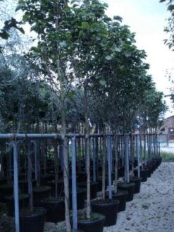 Beverboom (Magnolia 'Galaxy') -Kleine Bomen Verkoopwinkel 20120214144656 7