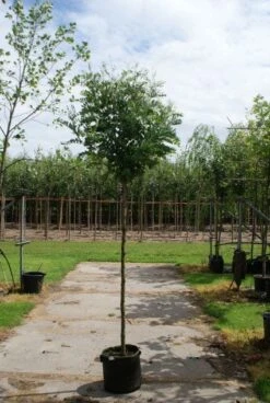 Bolacacia (Robinia Pseudoacacia 'Umbraculifera') 17 Bolacacia (Robinia Pseudoacacia 'Umbraculifera') -Kleine Bomen Verkoopwinkel 20120214153924 24