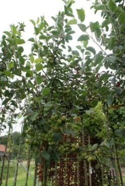 Sierappel (Malus 'Golden Hornet') -Kleine Bomen Verkoopwinkel 20120214155108 12