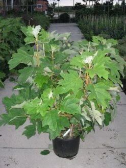 Eikenbladhortensia (Hydrangea Quercifolia) -Kleine Bomen Verkoopwinkel 20120215133849 6