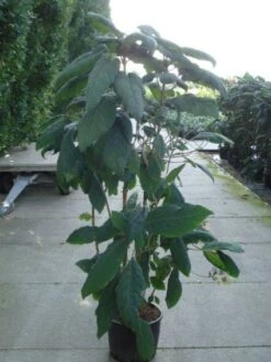 Fluweelhortensia (Hydrangea Aspera 'Macrophylla') -Kleine Bomen Verkoopwinkel 20120215134833 6