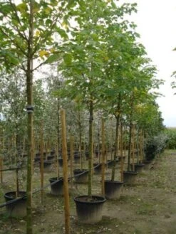 Kleine Bomen Verkoopwinkel -Kleine Bomen Verkoopwinkel 20120218105903 5