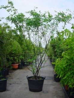 Krentenboom Als Struik (Amelanchier Lamarckii) -Kleine Bomen Verkoopwinkel 20120220100746 13