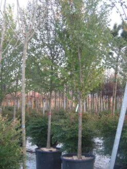 Judasboom (Cercis Siliquastrum) 15 Judasboom (Cercis Siliquastrum) -Kleine Bomen Verkoopwinkel 20120220144824 10