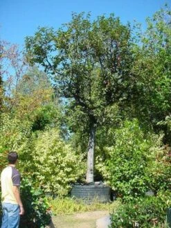 Kaki (Diospyros Kaki) -Kleine Bomen Verkoopwinkel 20120220155112 8