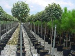 Olijfwilg Als Boom (Elaeagnus Pungens 'Maculata') 9 Olijfwilg Als Boom (Elaeagnus Pungens 'Maculata') -Kleine Bomen Verkoopwinkel 20120220160404 8