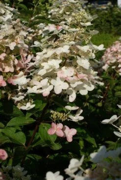 Pluimhortensia (Hydrangea Paniculata 'Unique') -Kleine Bomen Verkoopwinkel 20120225112900 5