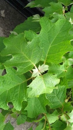 Eikenbladhortensia (Hydrangea Quercifolia) -Kleine Bomen Verkoopwinkel 20120225121709 6
