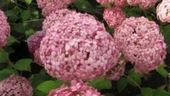 Hortensia (Hydrangea 'Pink Annabelle') -Kleine Bomen Verkoopwinkel 20120225121833 1
