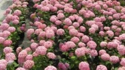 Hortensia (Hydrangea 'Pink Annabelle') -Kleine Bomen Verkoopwinkel 20120225121900 1